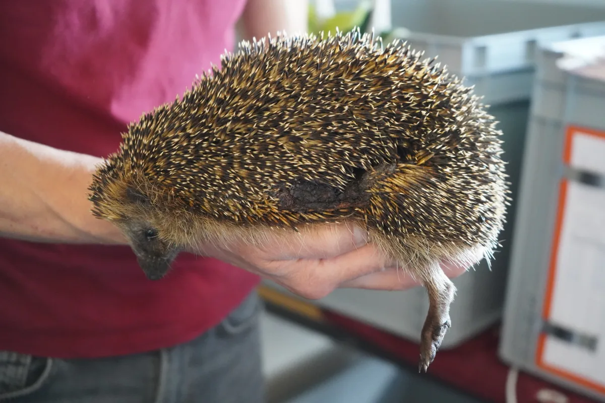 Igel, von Mähmaschine verletzt